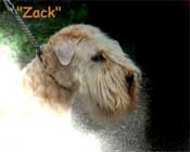 zack
