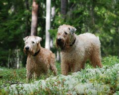killarna i skogen