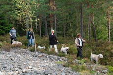 Adore går i täten
