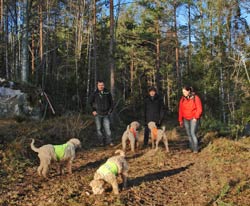 gänget
