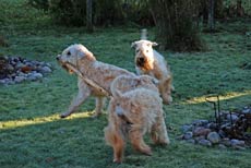Alla tre polarna