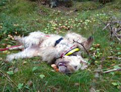 Lycka ...att hitta en boll i skogen!